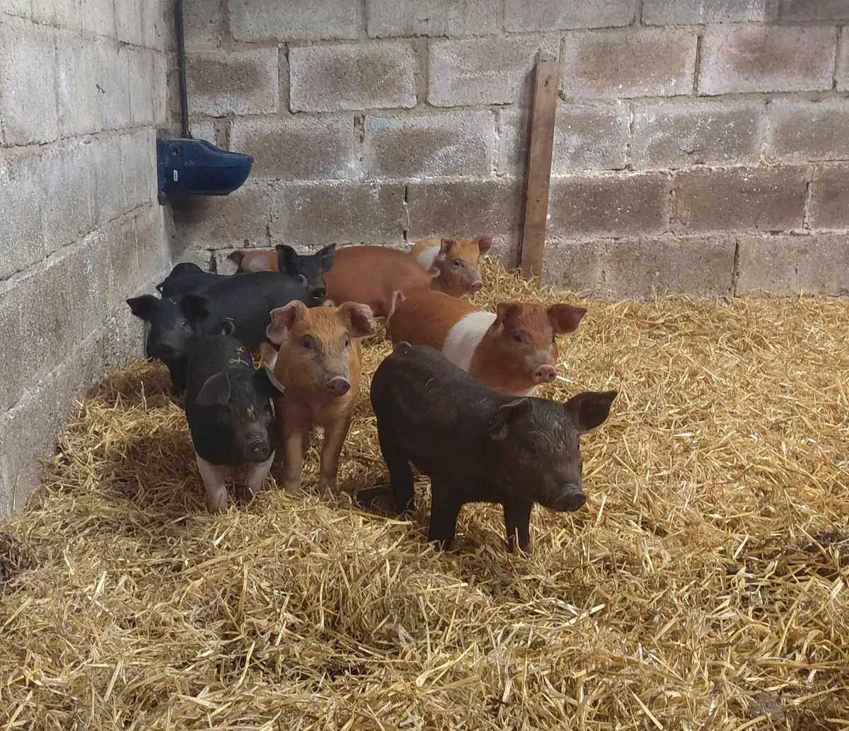 Piglets - Image 3