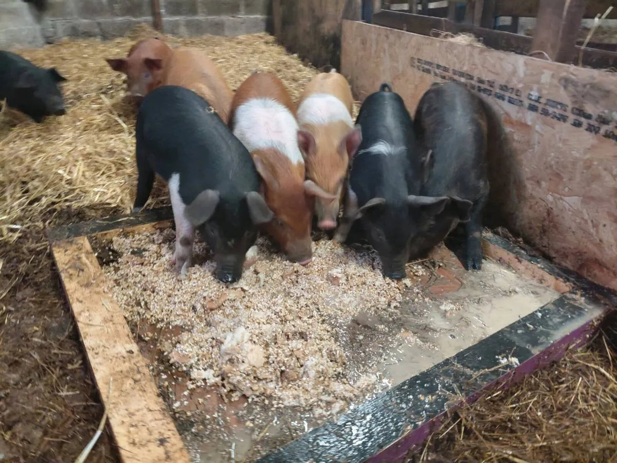 Piglets - Image 4
