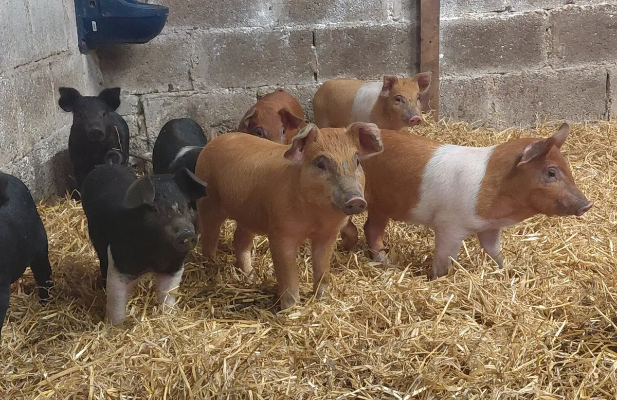 Piglets - Image 2