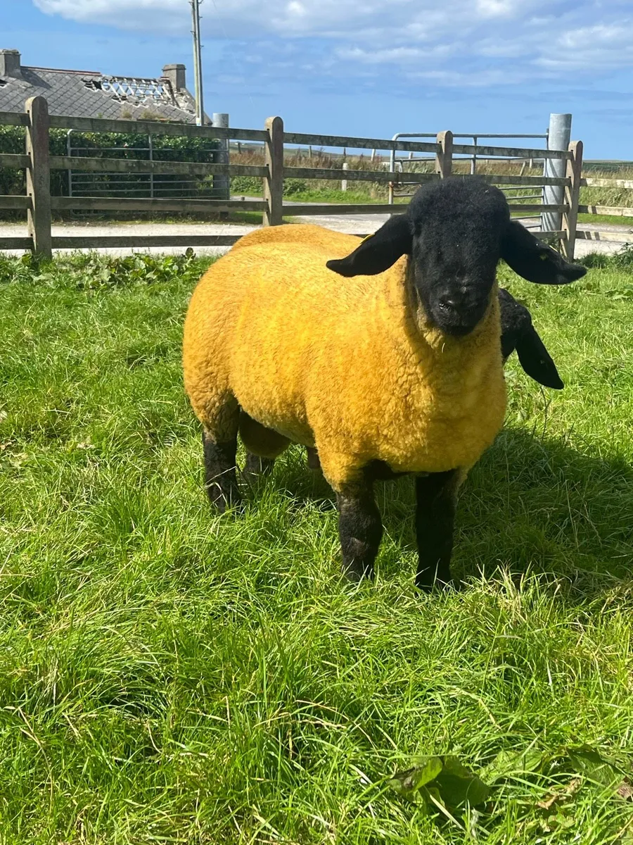 ⭐️Pedigree Suffolk Rams⭐️ - Image 3