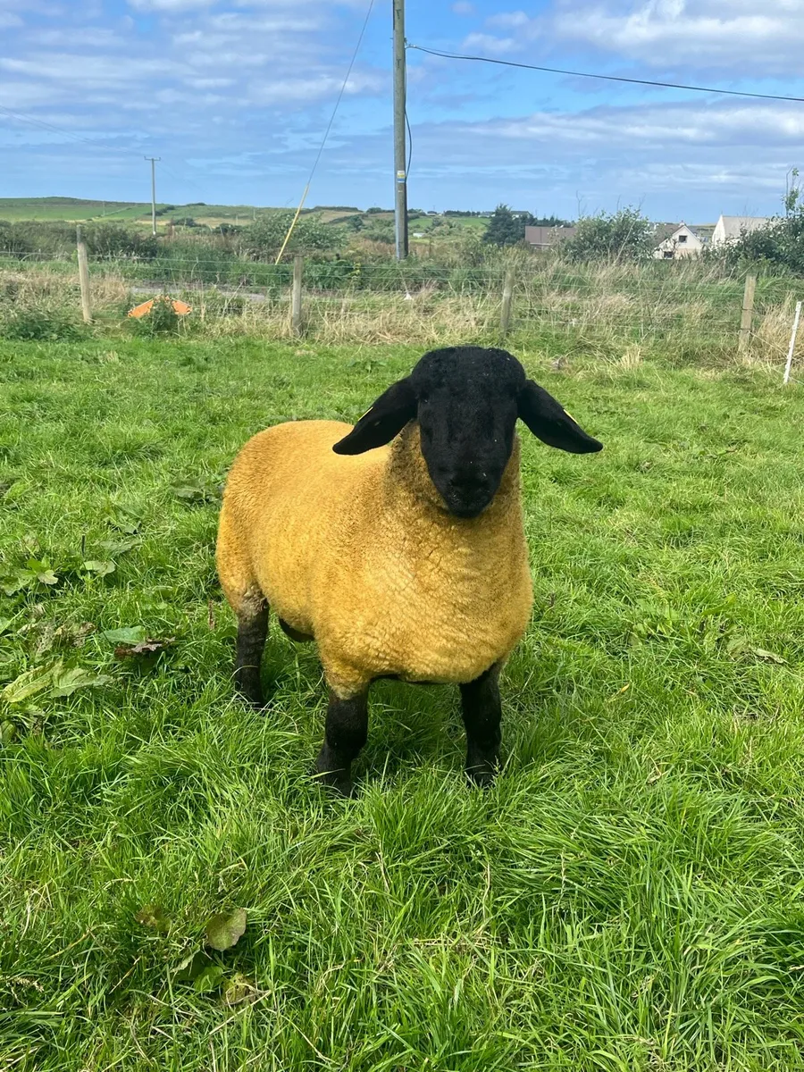 ⭐️Pedigree Suffolk Rams⭐️ - Image 1