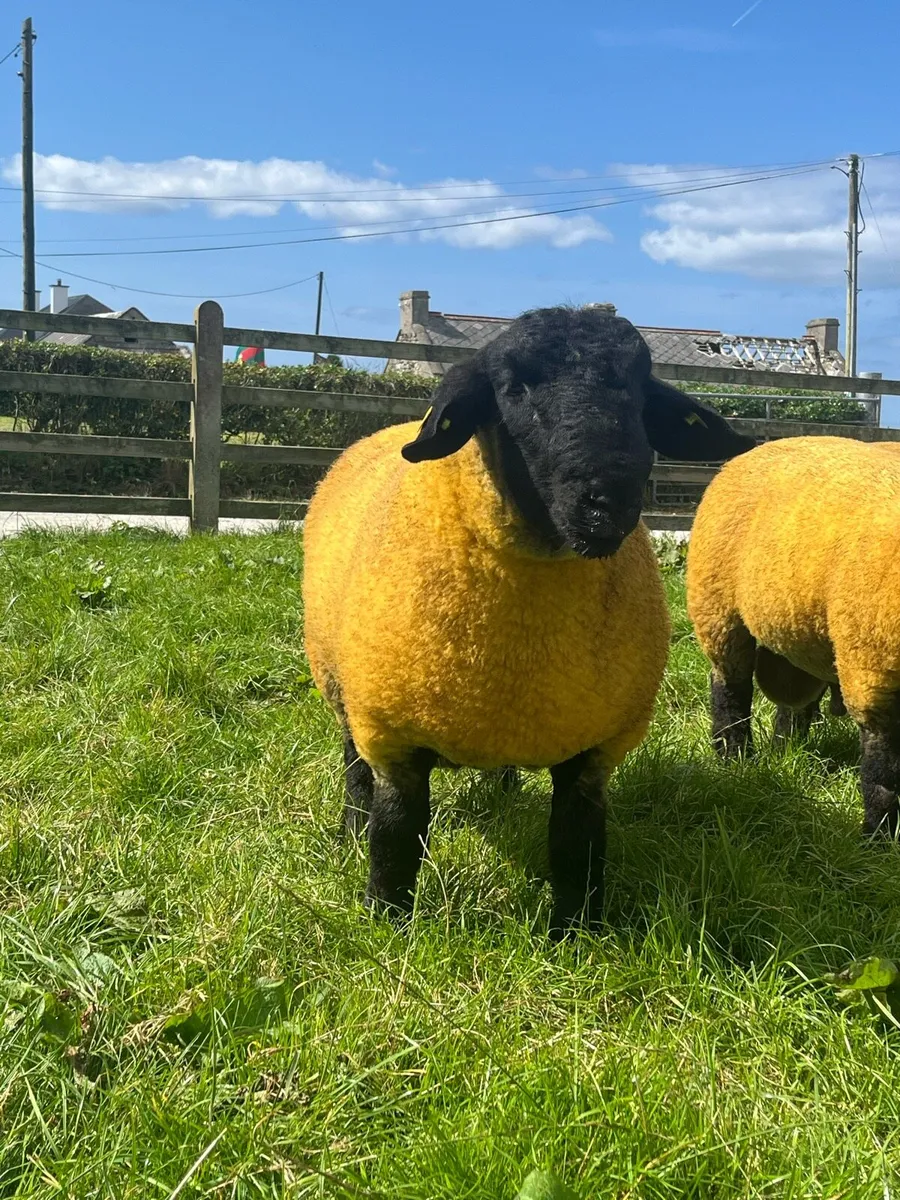 ⭐️Pedigree Suffolk Rams⭐️ - Image 2