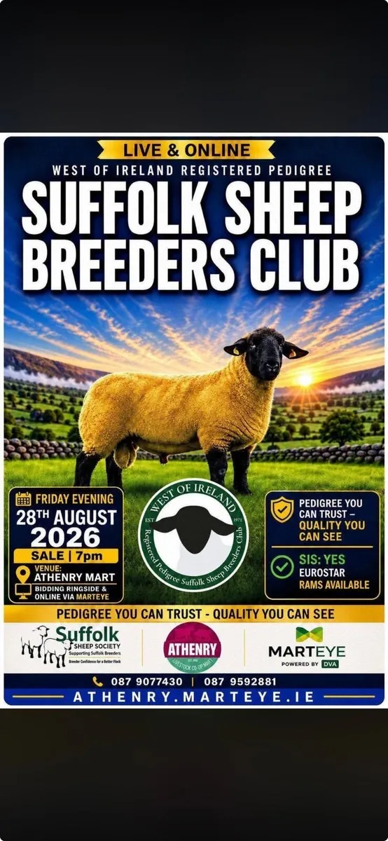 ⭐️Pedigree Suffolk Rams⭐️ - Image 4