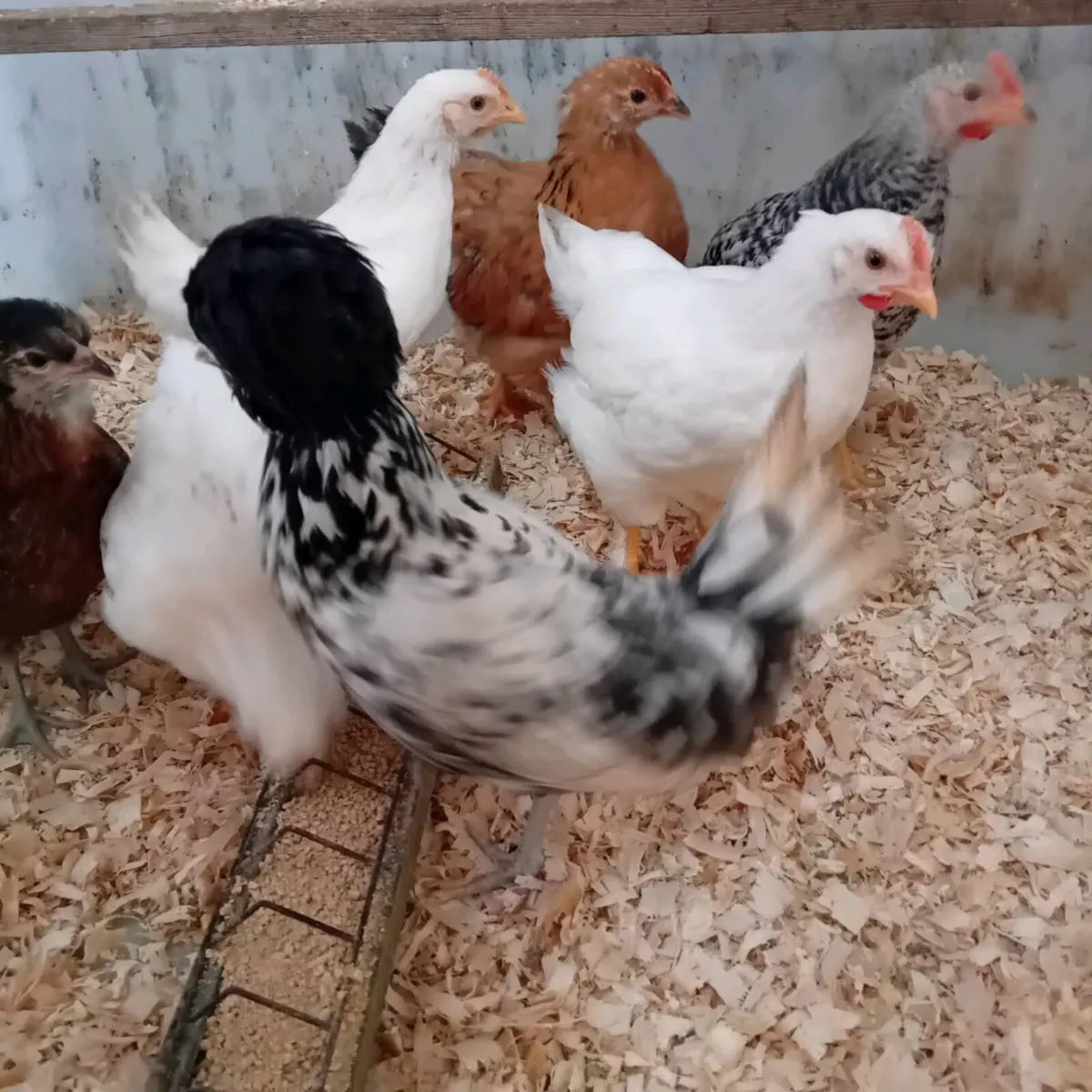 Chickens - Image 1