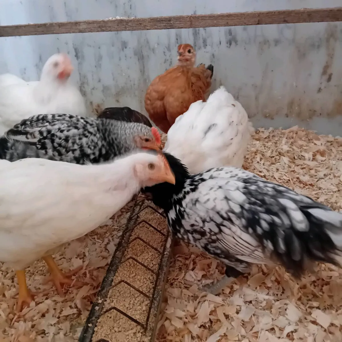 Chickens - Image 2
