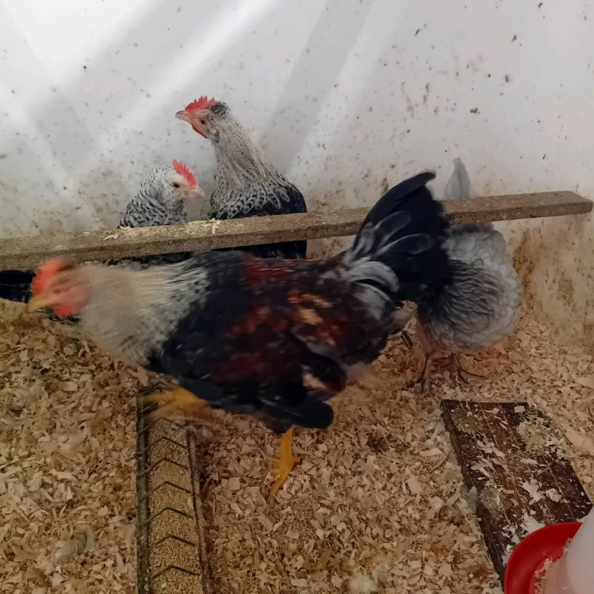 Chickens - Image 4