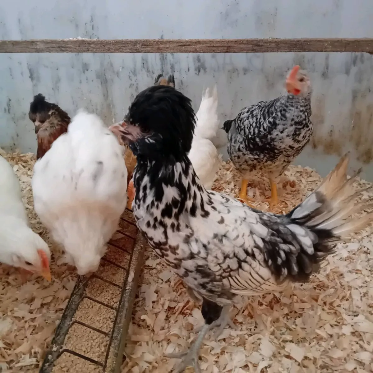 Chickens - Image 3