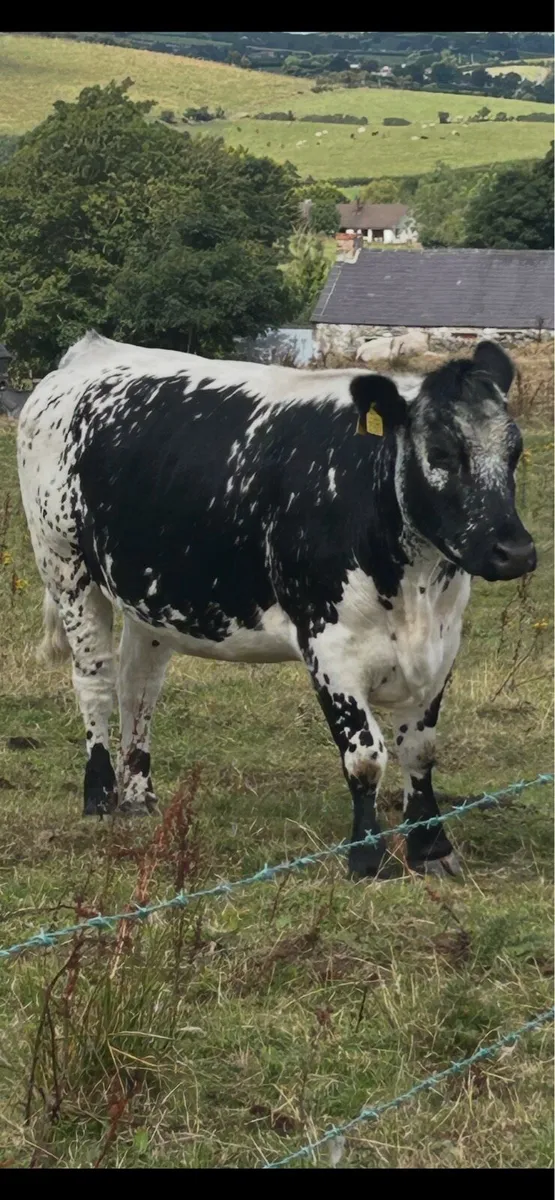 Bulls - Image 2