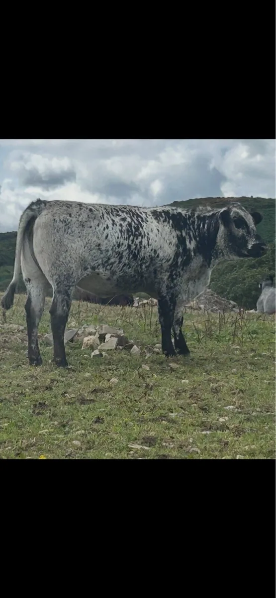 Bulls - Image 1