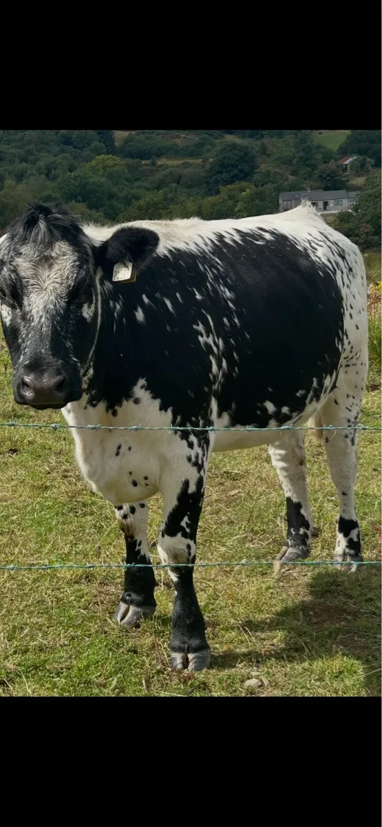Bulls - Image 3