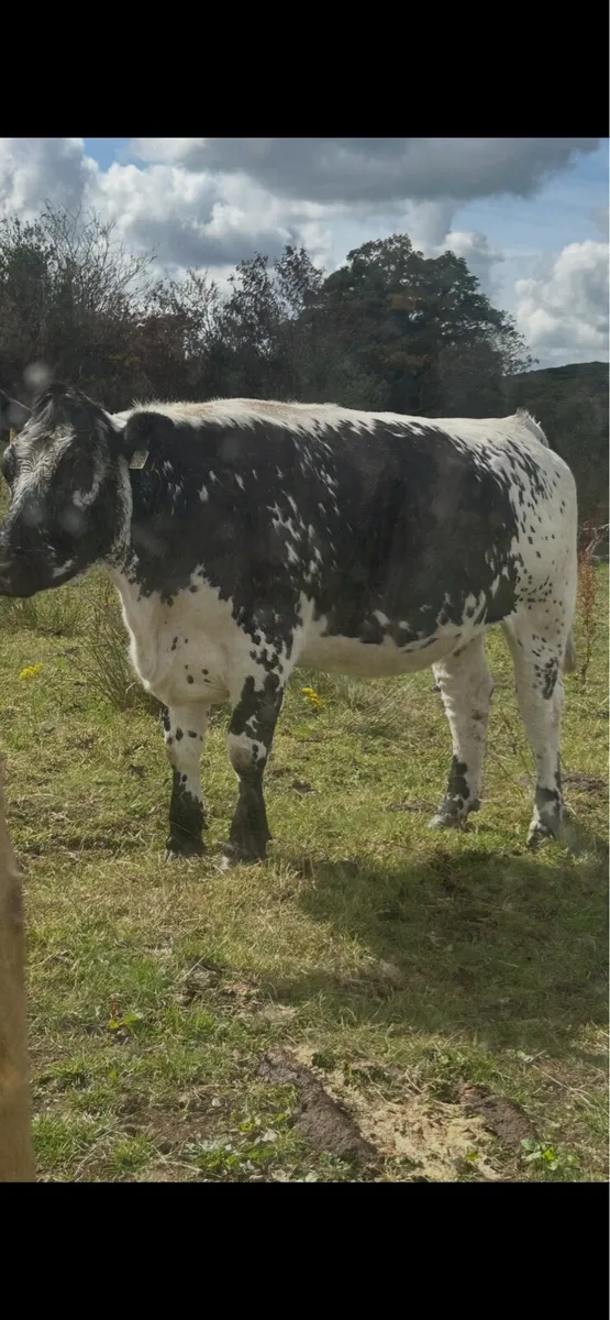 Bulls - Image 4