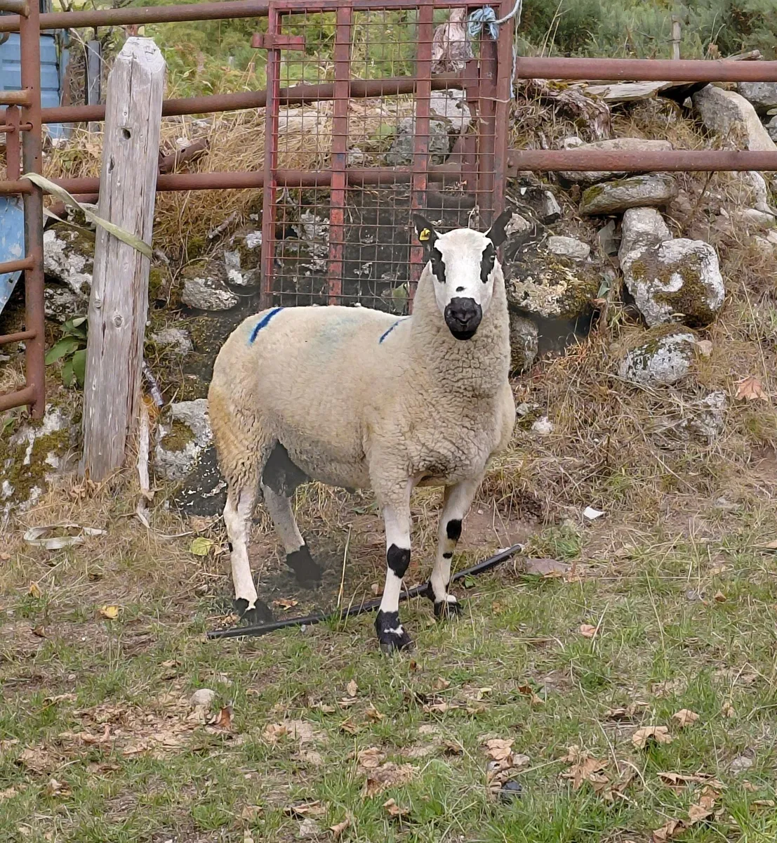 Kerryhill ram - Image 1