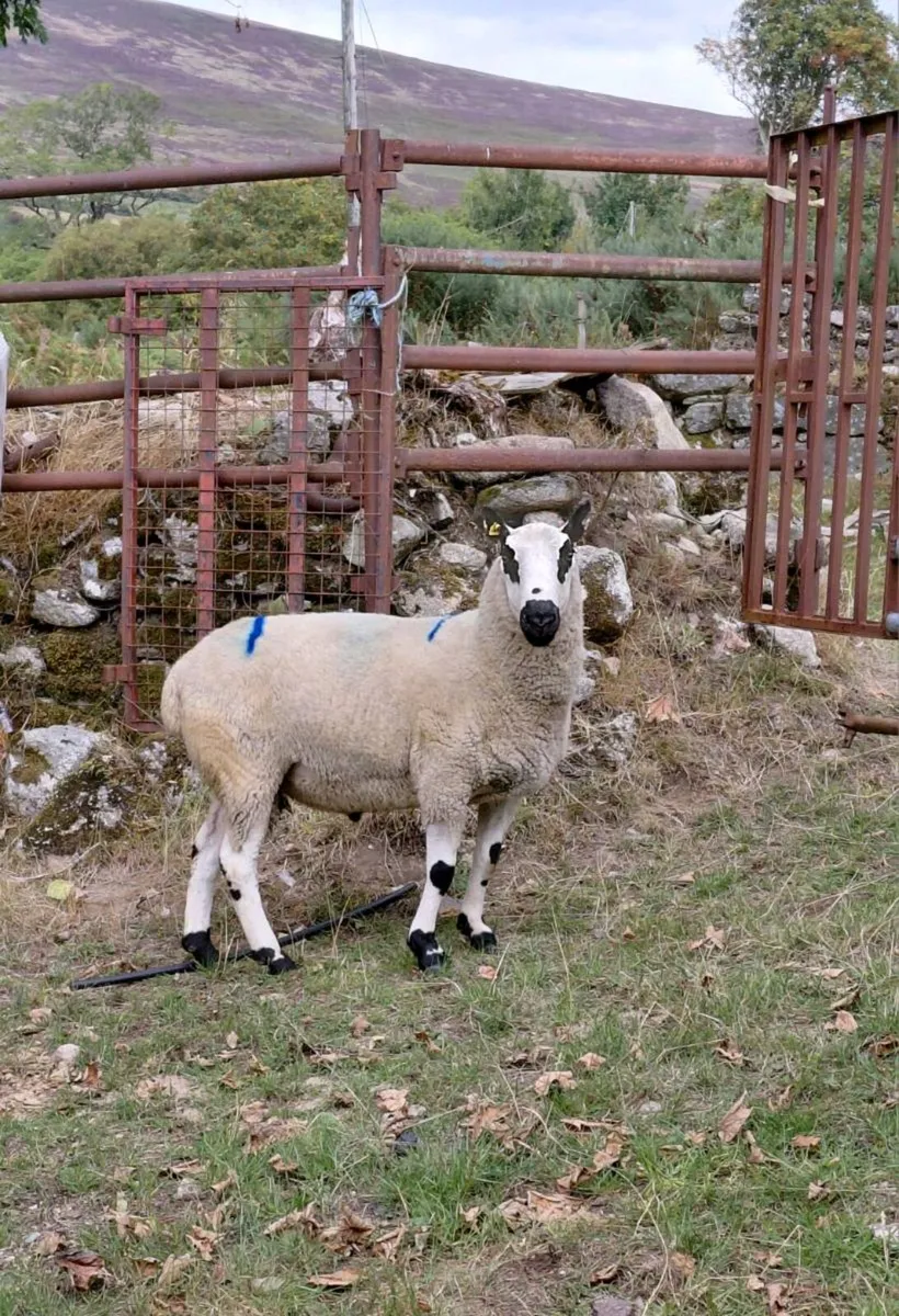Kerryhill ram - Image 2