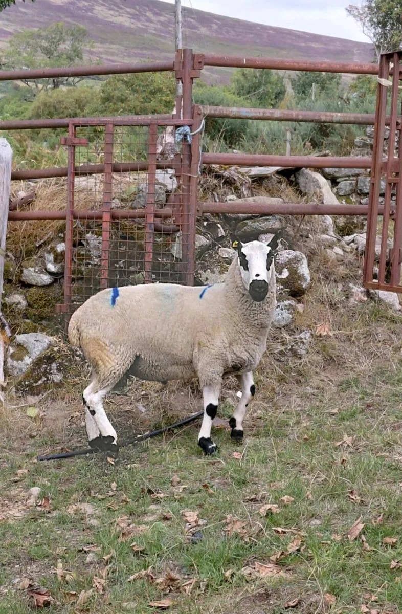 Kerryhill ram - Image 3