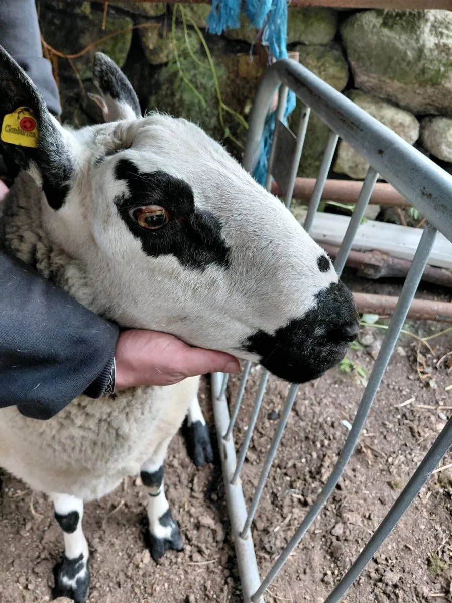 Kerryhill ram - Image 4