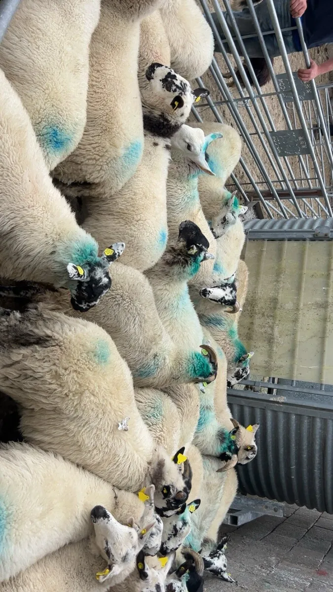 Xbred Store lambs - Image 3
