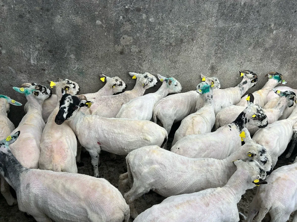 Xbred Store lambs - Image 1