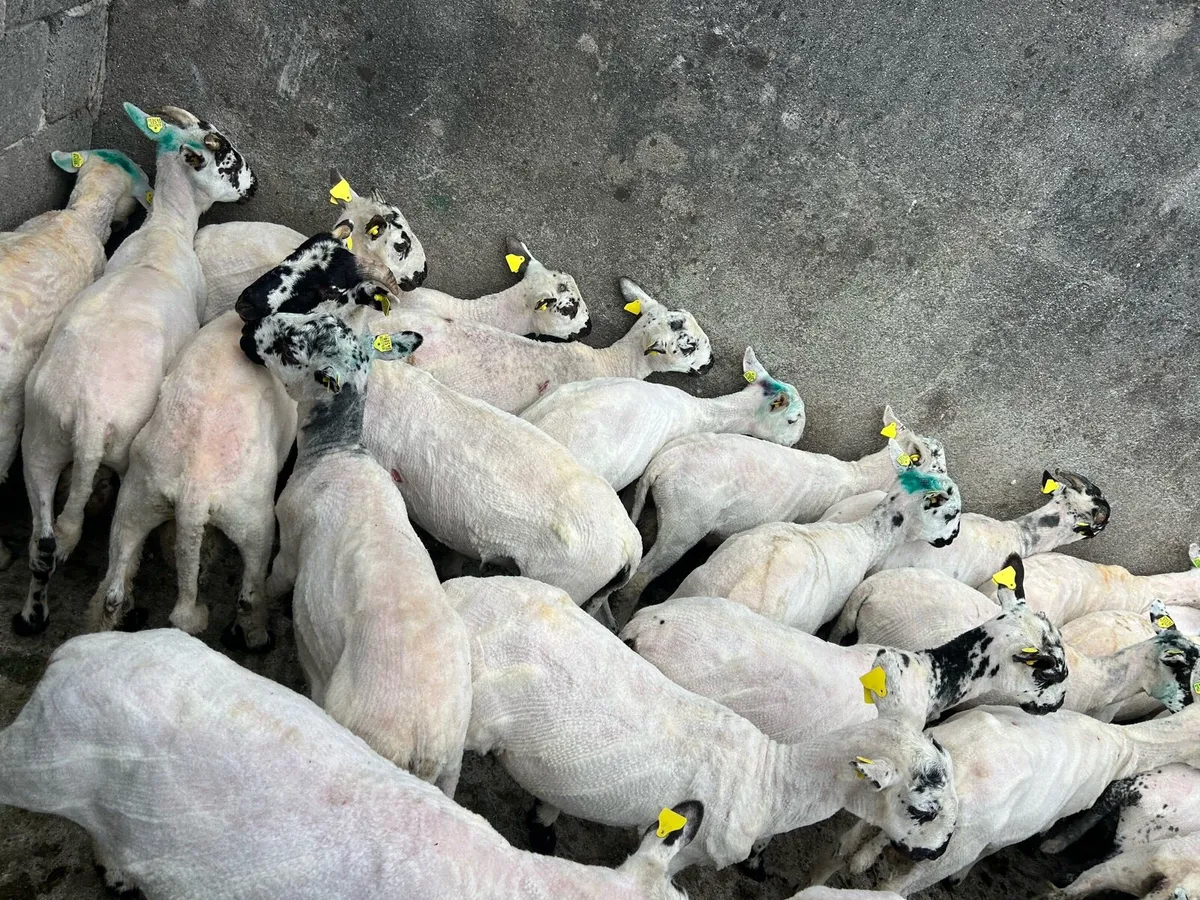 Xbred Store lambs - Image 2