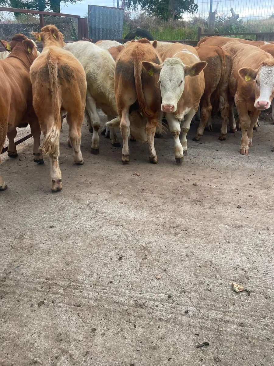 Bullocks - Image 4