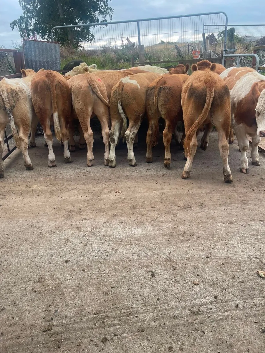 Bullocks - Image 1