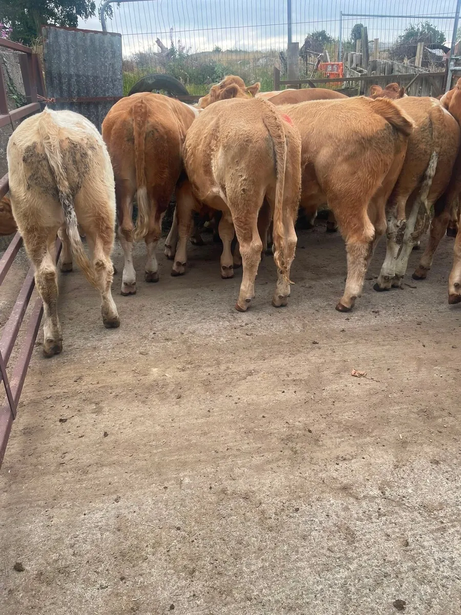 Bullocks - Image 2