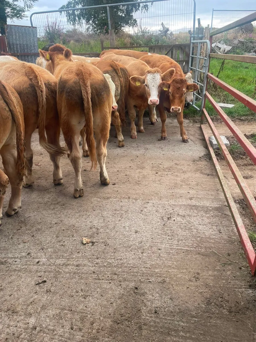 Bullocks - Image 3