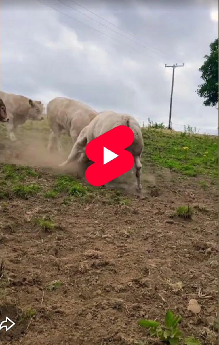 🐂 CHARO BULLS | TOP GENETICS - Image 1