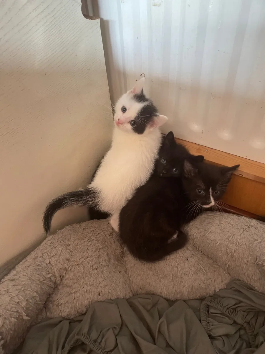Kittens - Image 2
