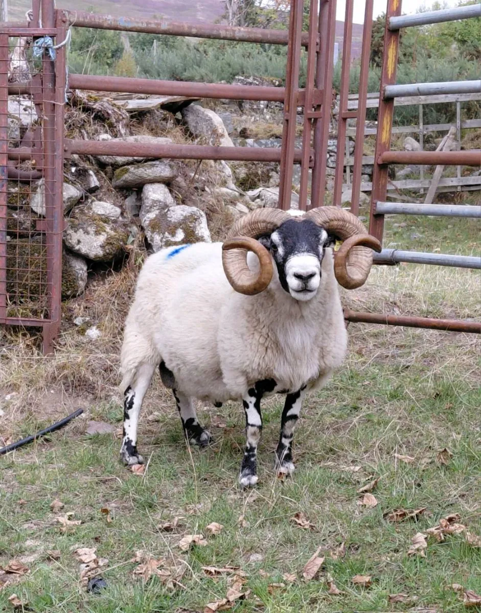 Lanark Ram - Image 1