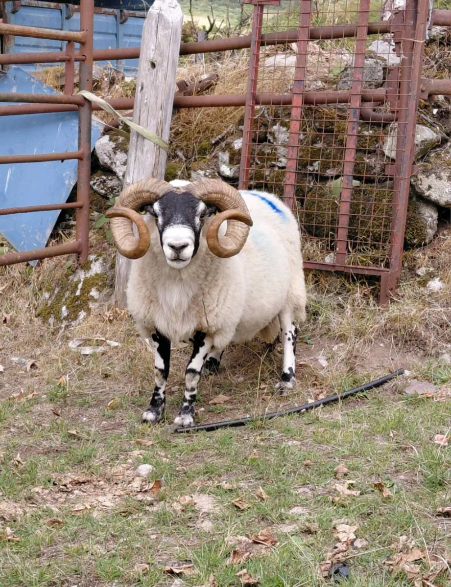 Lanark Ram - Image 2