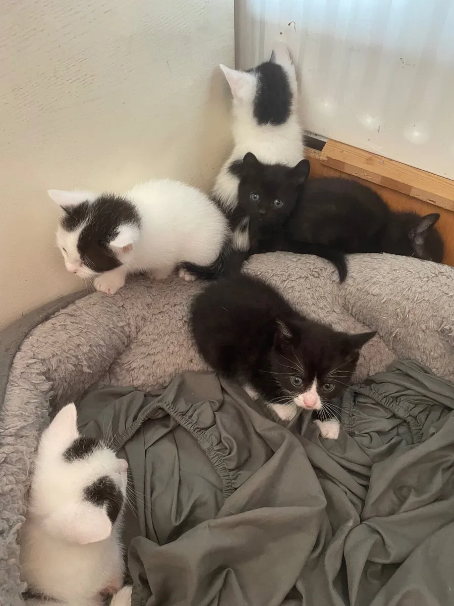 Kittens - Image 1