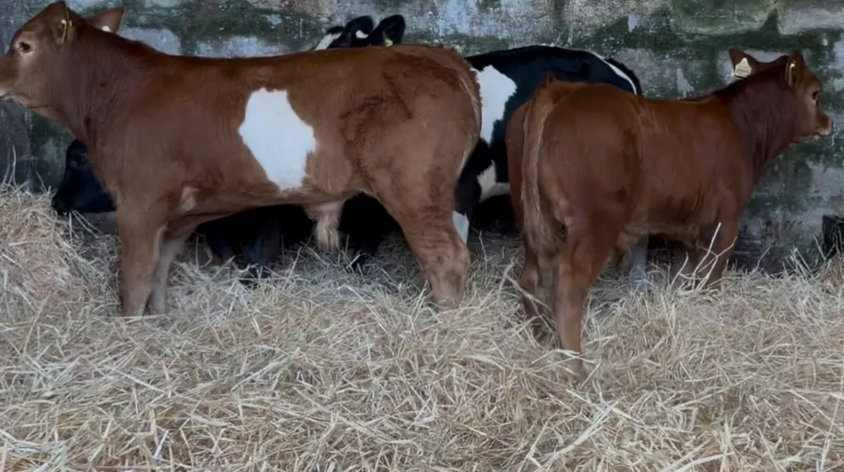 Large selection wealings&runners available weekly - Image 2