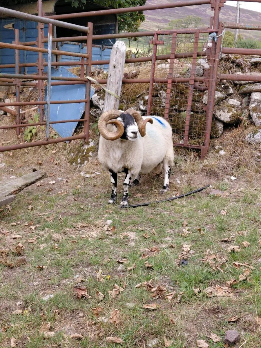 Lanark Ram - Image 3