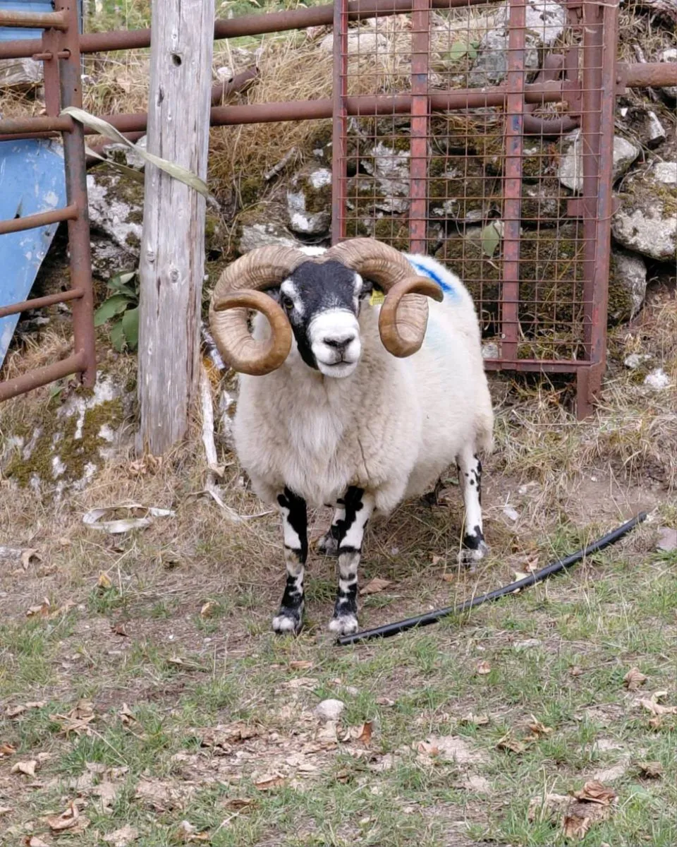 Lanark Ram - Image 4