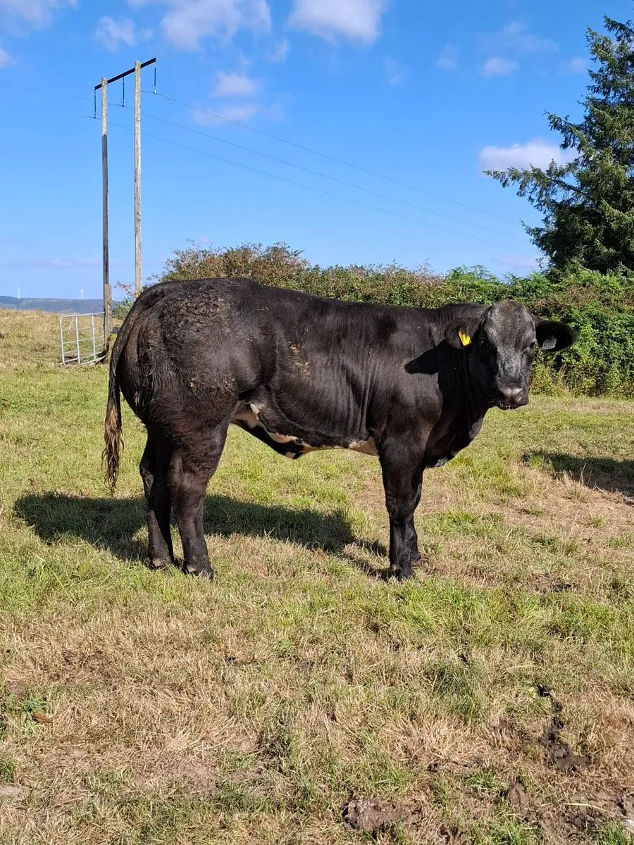 Weanling Heifers - Image 1