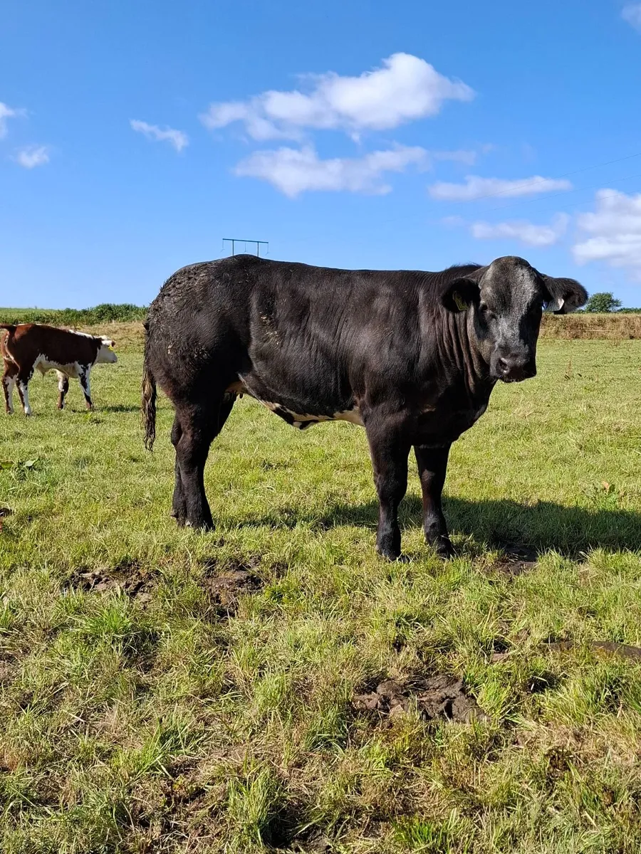 Weanling Heifers - Image 2