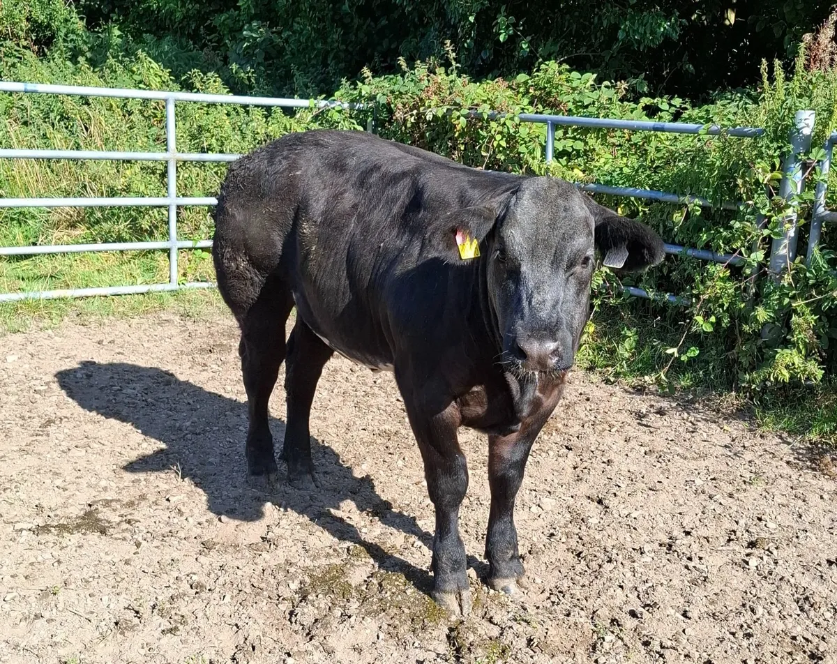 Weanling Heifers - Image 4