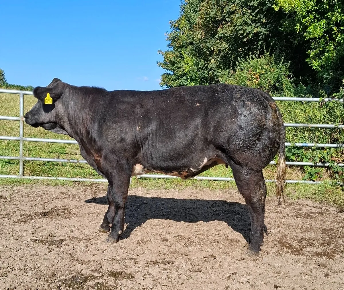 Weanling Heifers - Image 3