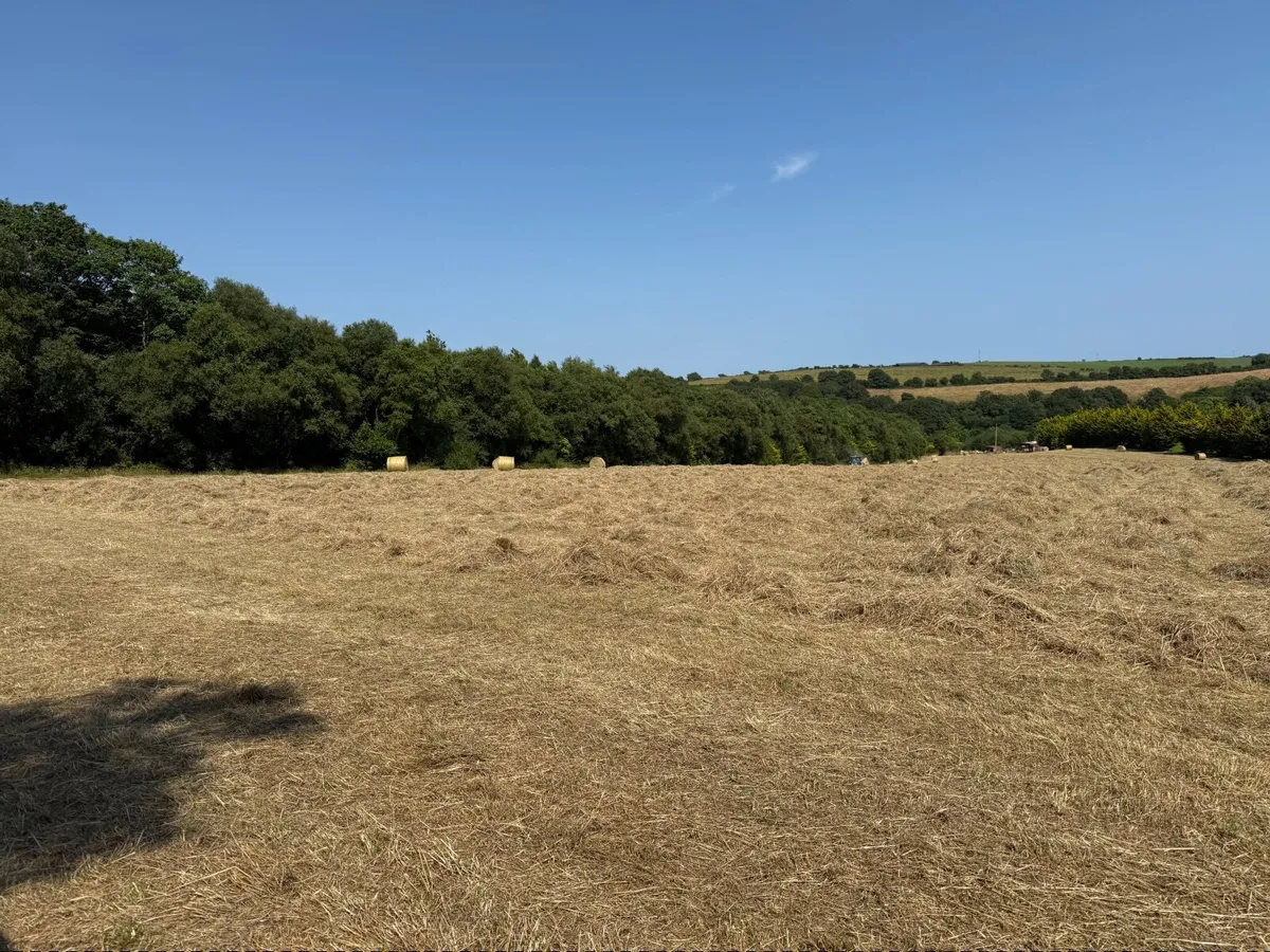 Hay - Image 2