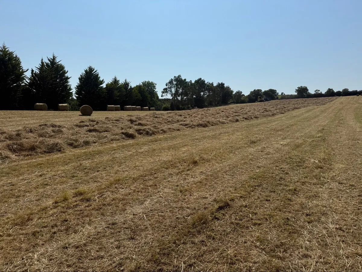Hay - Image 3