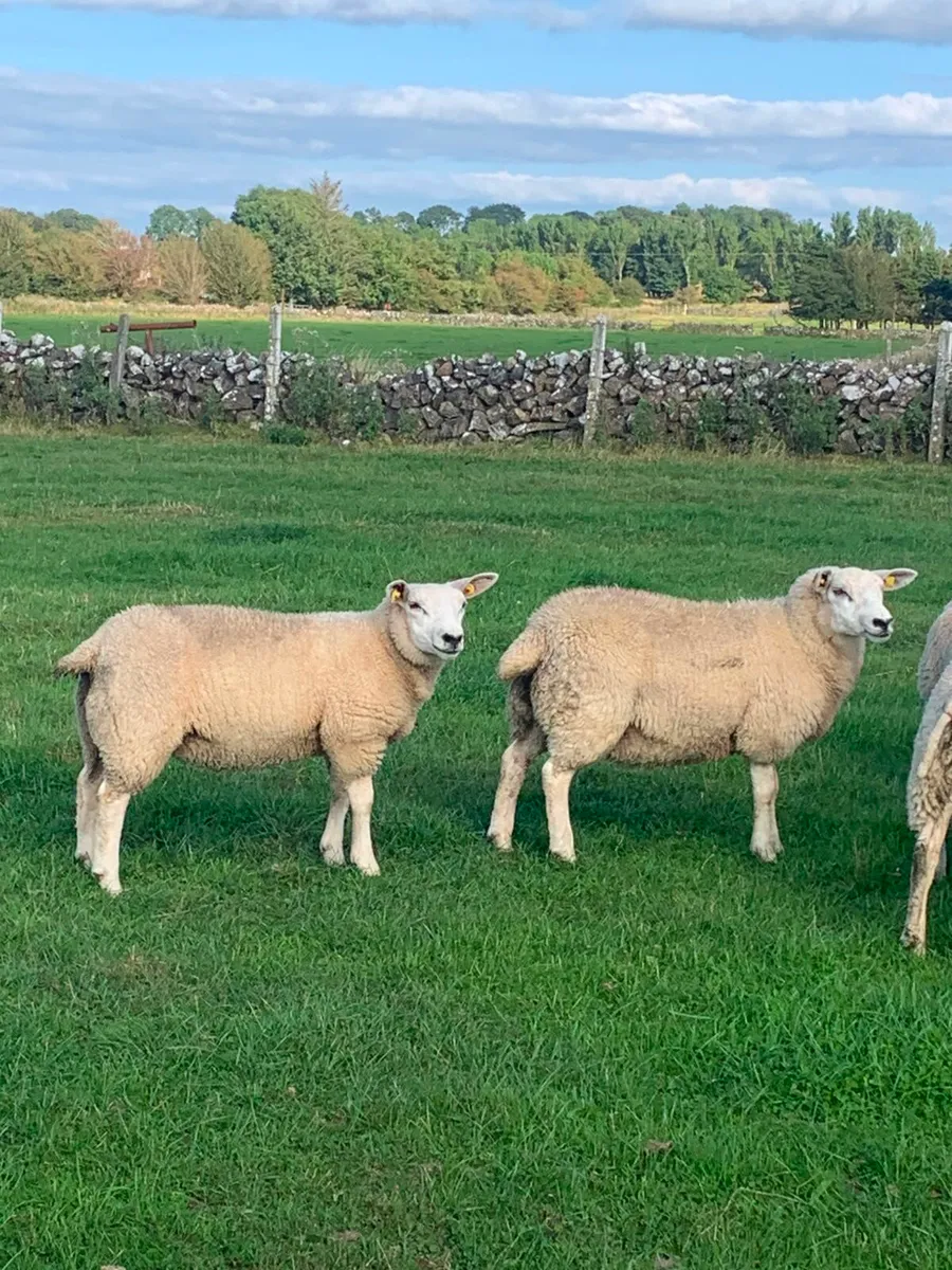 🌟 Texel Ewe Lambs 🌟 - Image 2
