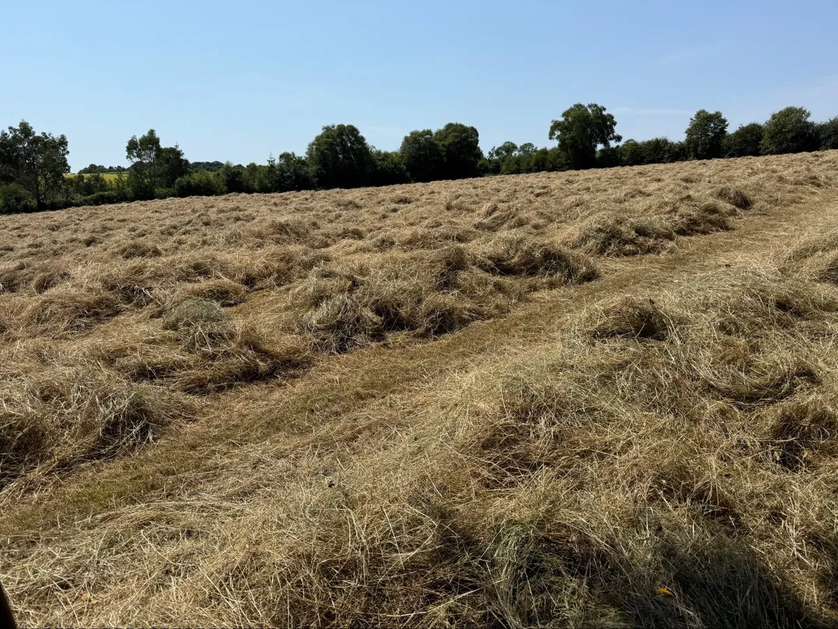 Hay - Image 4