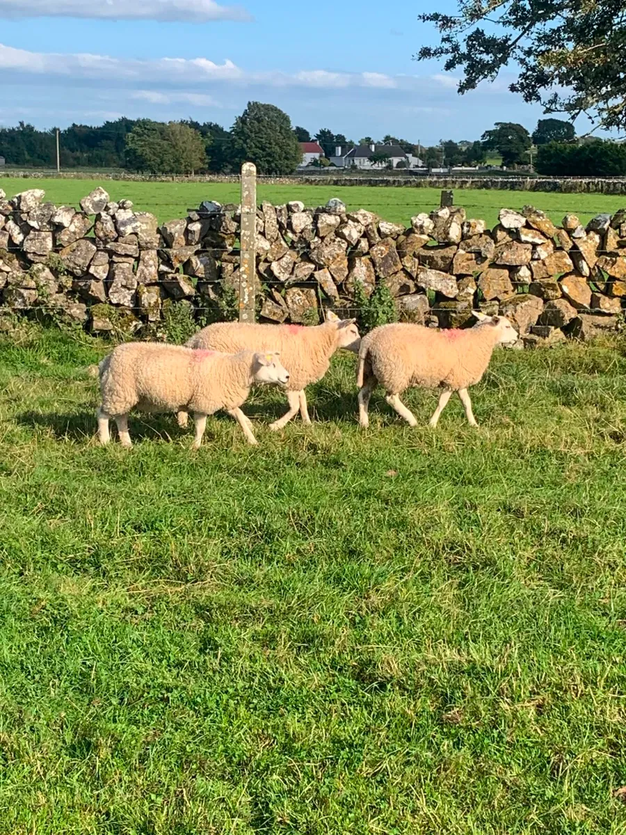🌟 Texel Ewe Lambs 🌟 - Image 3