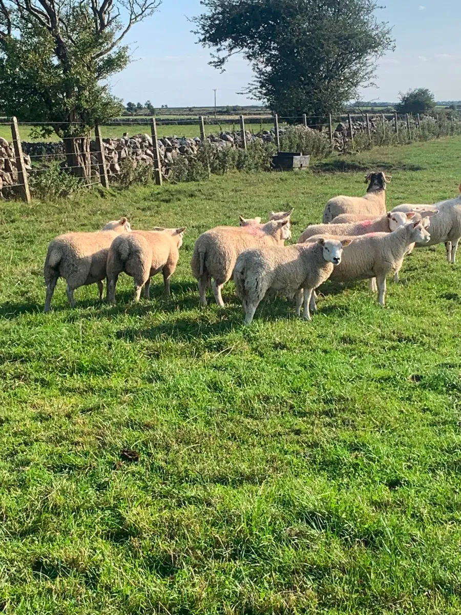 🌟 Texel Ewe Lambs 🌟 - Image 4