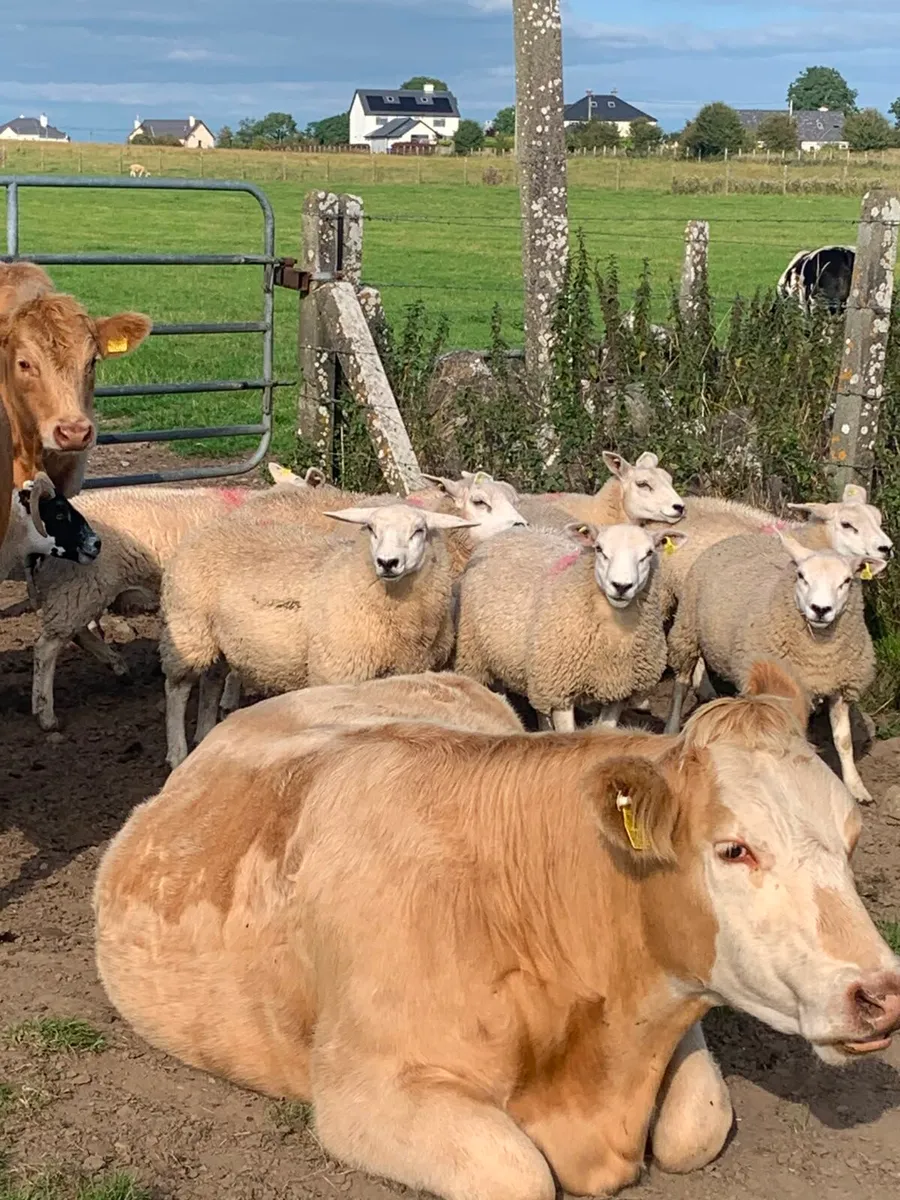 🌟 Texel Ewe Lambs 🌟 - Image 1