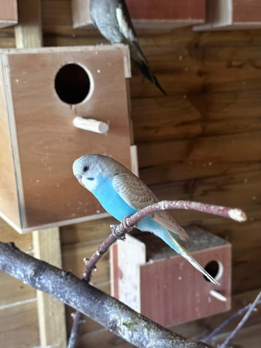 Birds - Image 3