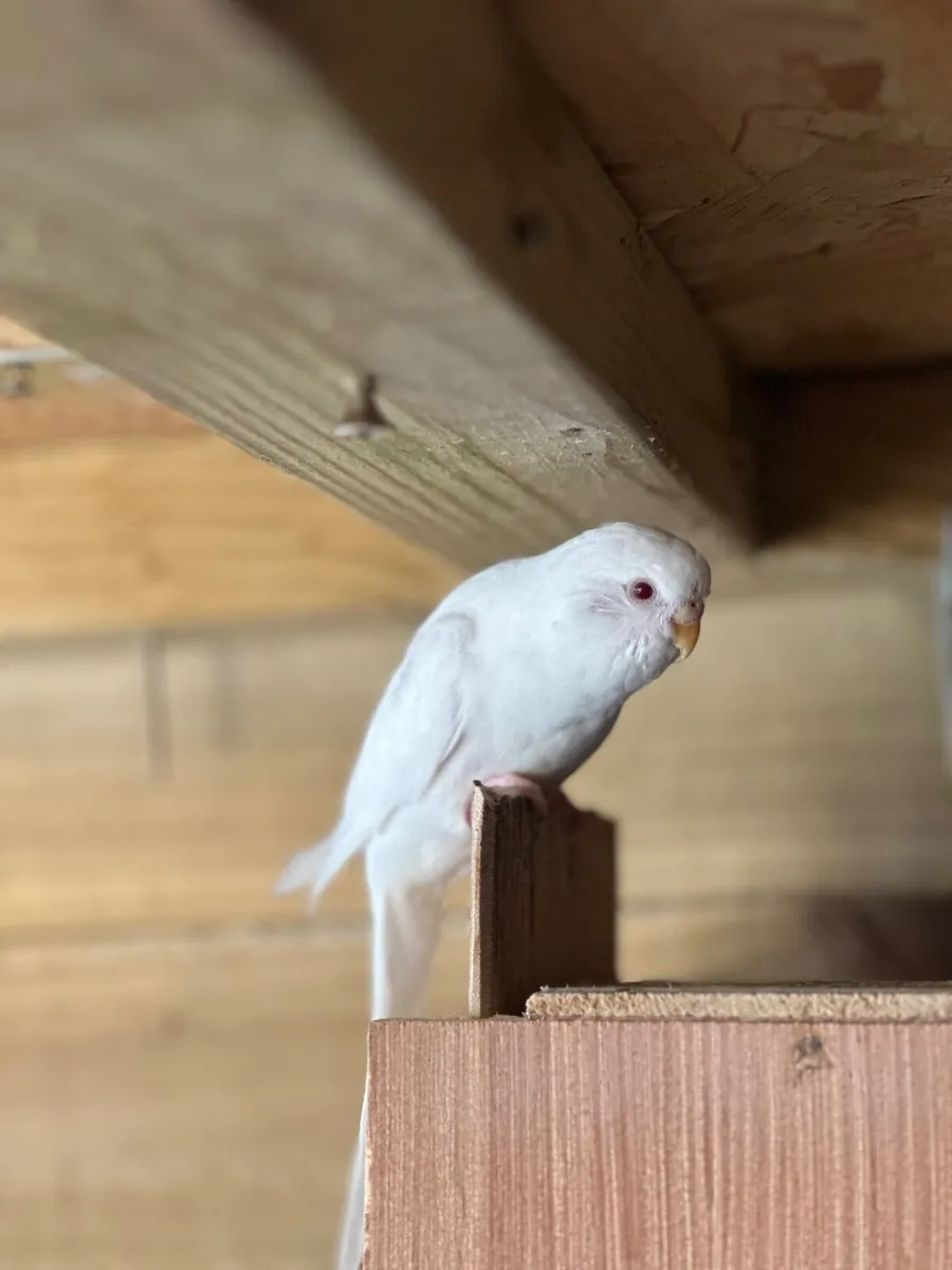 Birds - Image 2