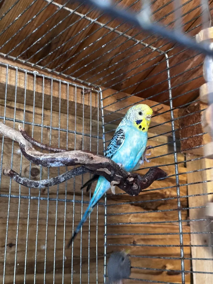 Birds - Image 1