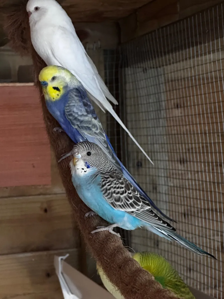 Birds - Image 4
