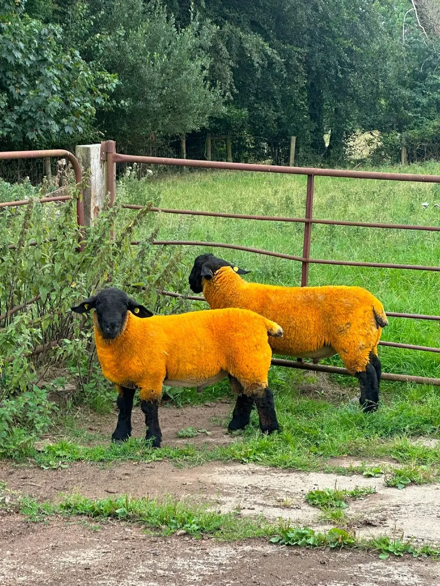 PBR Suffolk Ram Lambs - Image 2